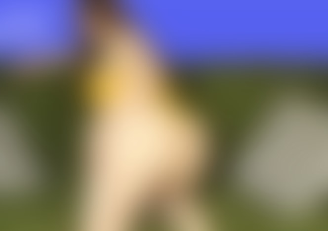 00806_MissAss
